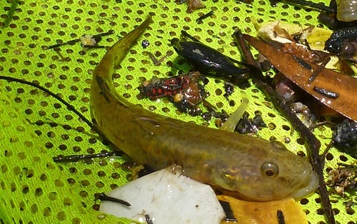 River goby (Glossogobius callidus) — Gobiidae — 5