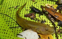 Glossogobius callidus