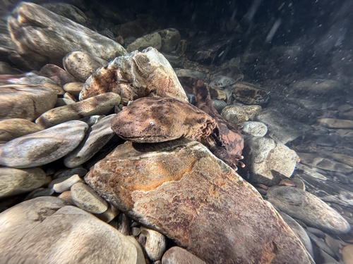 Jiangxi giant salamander