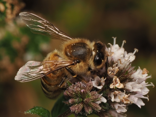 Western Honey Bee