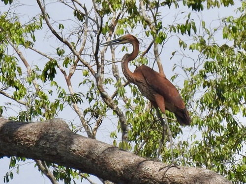 Goliath Heron