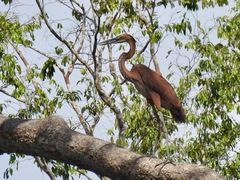 Goliath Heron photo 5