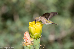 Black-Chinned Hummingbird photo 3