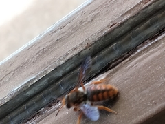 Rhodanthidium sticticum