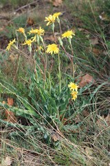Takhtajaniantha crispa