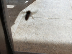 Rhodanthidium sticticum