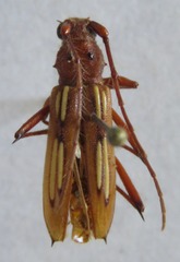 Eburodacrys havanensis