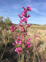 Penstemon parryi