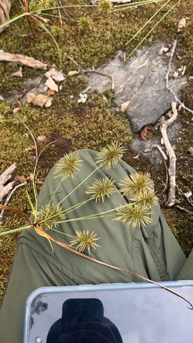 Cyperus lancastriensis, 2026-08-14