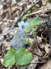 Viola pallens pallens