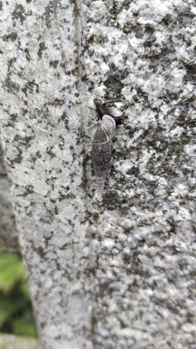 Formosana semprinii