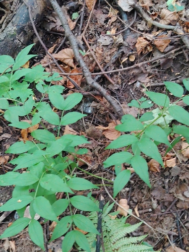 Наблюдение на iNaturalist