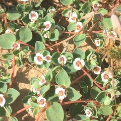 Euphorbia albomarginata