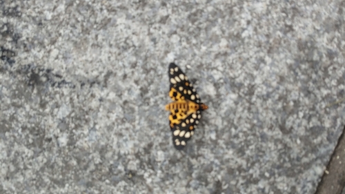 Aglaomorpha histrio