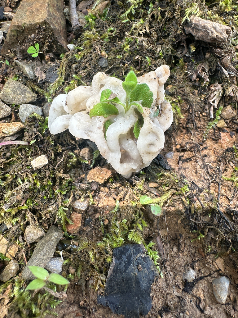 Helvellosebacina concrescens · August 2026 · photo: Photo: (c) Link Elmore, some rights reserved (CC BY) · iNaturalist