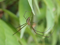 Leucauge blanda