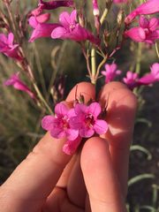 Penstemon parryi