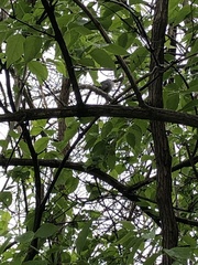 Dumetella carolinensis