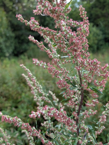common mugwort