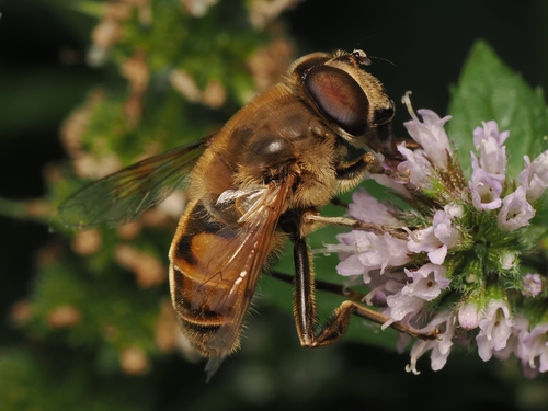 Common Drone Fly