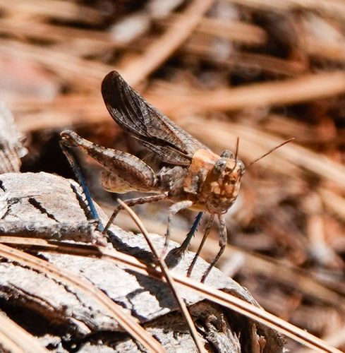iNaturalist observation photo of Crackling Forest Grasshopper