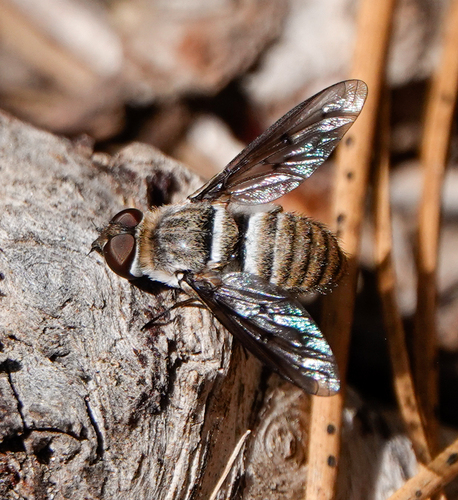 iNaturalist observation photo of banded bee flies