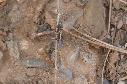 Epaulet Skimmer