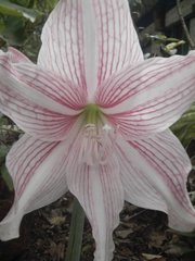 Hippeastrum reticulatum striatifolium