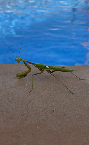 Giant African Mantis