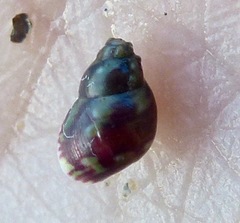 Eulithidium pulloides