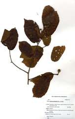 Grewia forbesii