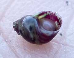 Eulithidium pulloides
