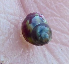 Eulithidium pulloides