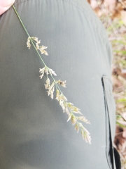 Poa arachnifera