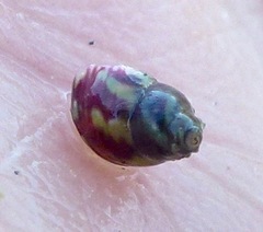 Eulithidium pulloides