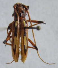 Eburodacrys sticticollis