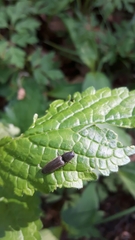 Athous haemorrhoidalis