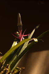Aechmea bromeliifolia, photograph (c) Davidson Moreira, some rights reserved (CC BY)
