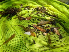 Glossogobius callidus