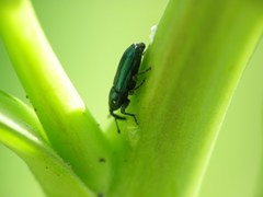 Aulacobaris