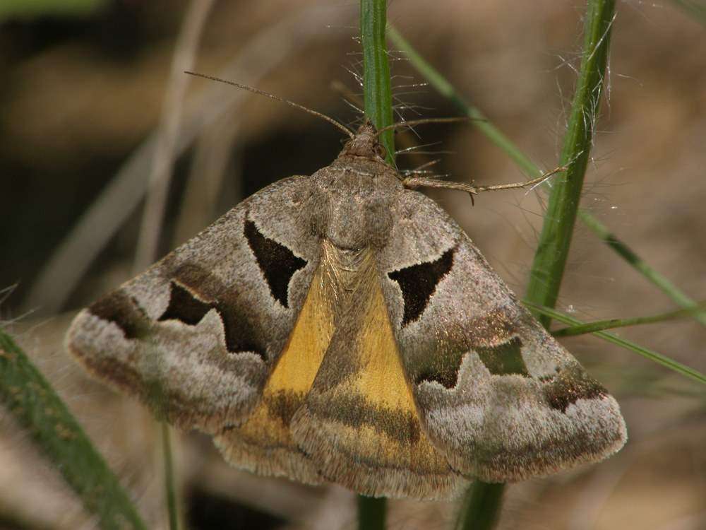Euclidia triquetra