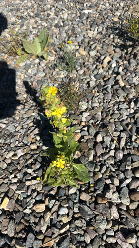 great mullein