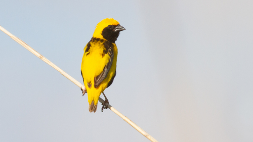 iNaturalist image