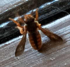 Rhodanthidium sticticum