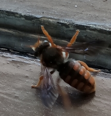 Rhodanthidium sticticum