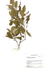 Combretum imberbe
