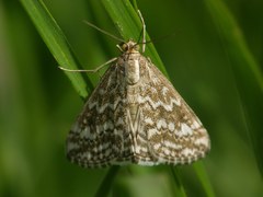 Evergestis frumentalis