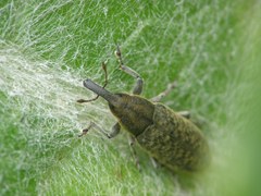 Lixus cardui