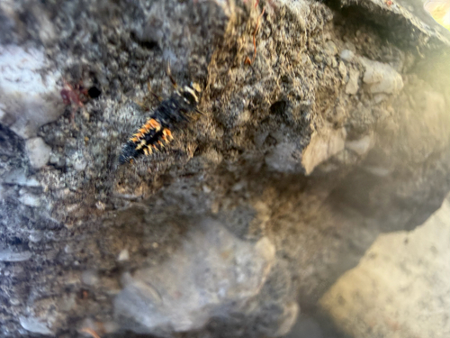 Asian Lady Beetle