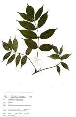 Commiphora zanzibarica